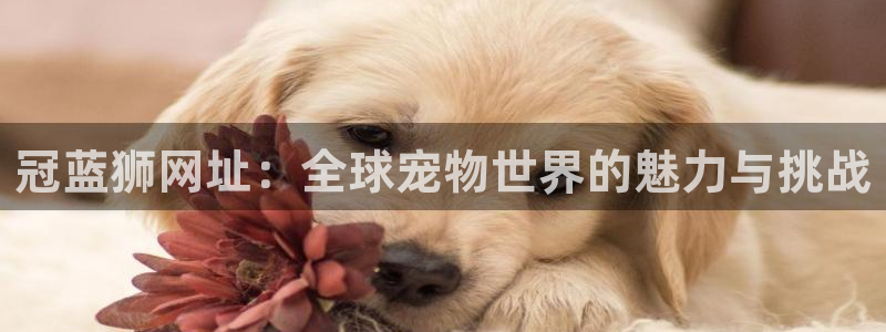 mg不朽情缘